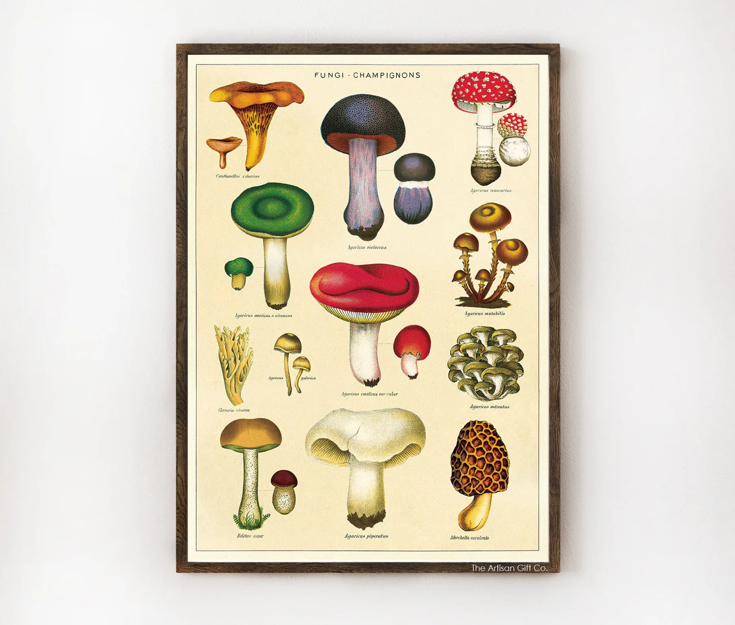 CAVALLINI & CO. POSTER FUNGI CHAMPIGNONS MUSHROOMS 2 VINTAGE WALL PR