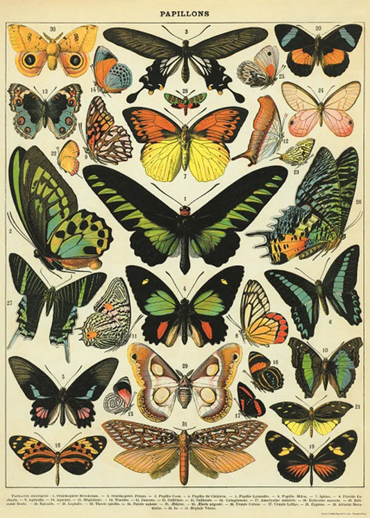 CAVALLINI & CO. POSTER - PAPILLONS VINTAGE WALL PRINT